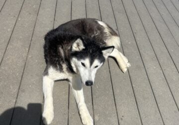 Female husky