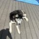 Female husky