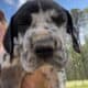 Great Dane puppies