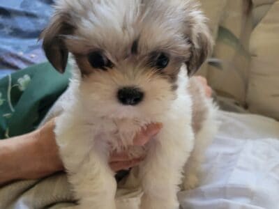 Female Shih-Tzu Puppy (CKC)