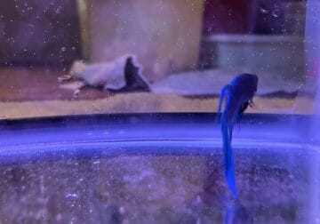 Adult male healthy teal longfin veiltail bettafish