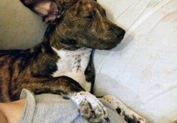 Puppy