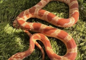 corn snake rehoming