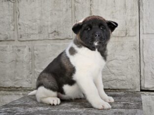 AKC Akita For Sale Millersburg OH-Toby