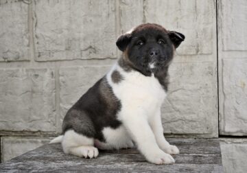 AKC Akita For Sale Millersburg OH-Mia