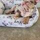 English Bulldog Lilac Tri Merle