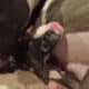 GHOST needs a new loving home