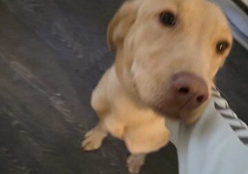1 year old lab