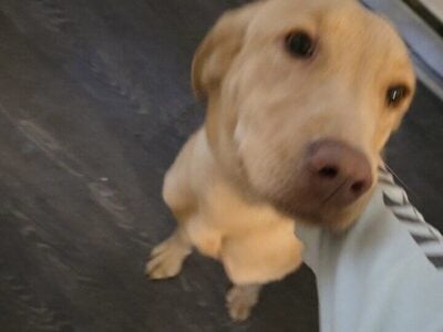 1 year old lab
