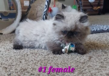 Persian Kitten ” SOLD “