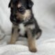 Shollie puppies