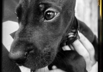 Bronx The Great Dane