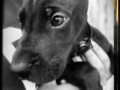 Bronx The Great Dane