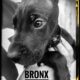 Bronx The Great Dane