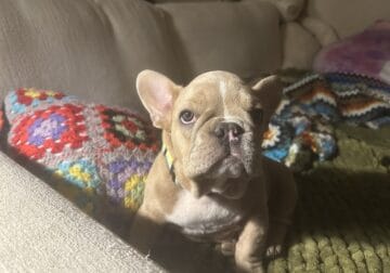 French Bulldog Puppy