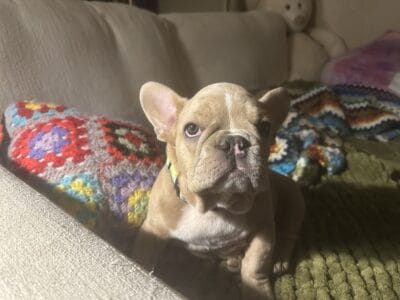 French Bulldog Puppy
