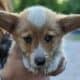 Pembroke Welsh Corgi