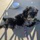 Micro/Toy Blue Merle Goldendoodle Puppy