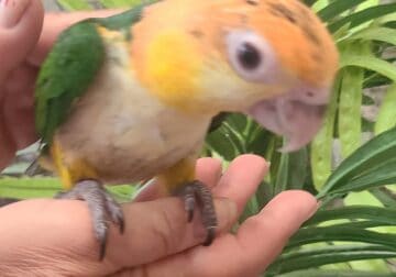 White Belly Caique Parrots