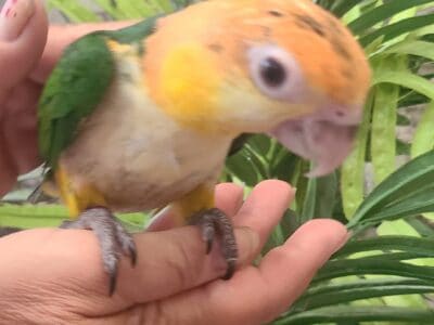 White Belly Caique Parrots