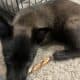 Beautiful Belgian Malinois pups