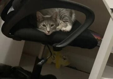 8 month cat needs home