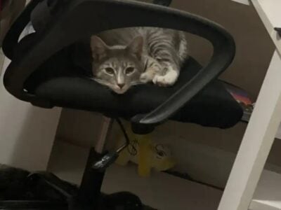 8 month cat needs home
