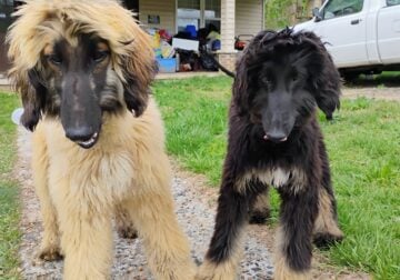 Afghan hound