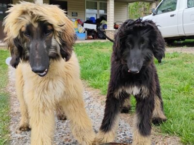Afghan hound