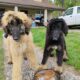 Afghan hound