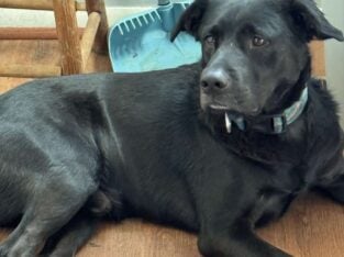 3 yr old male lab/border collie mix