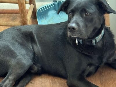 3 yr old male lab/border collie mix