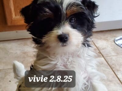 Vivian Biewer Yorkie Female