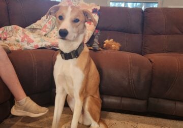 Grey hound mixed with Anatolian Shepherd