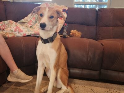 Grey hound mixed with Anatolian Shepherd