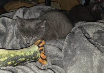 Male and Female Russian Blue Kittens