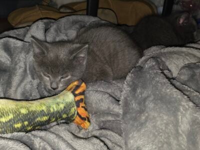 Male and Female Russian Blue Kittens