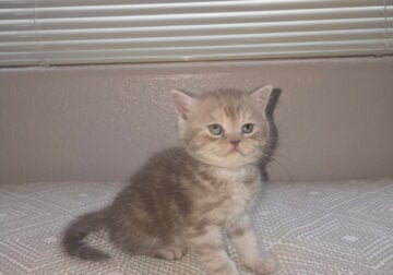 British shorthair/munchkin mix kitten
