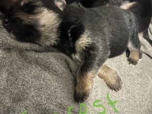 German Shepherd Puppies