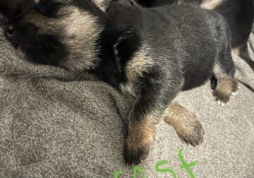 German Shepherd Puppies