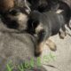 German Shepherd Puppies