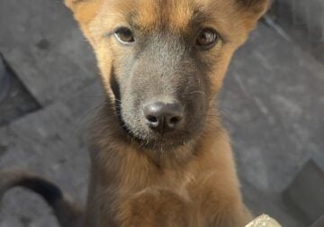 Pups for adoption