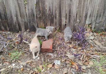 6 week old Kittens