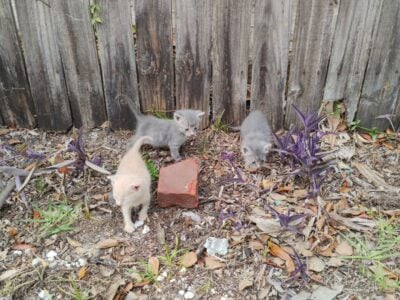 6 week old Kittens