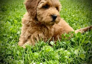 Mini Goldendoodle Max