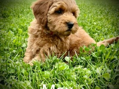 Mini Goldendoodle Max