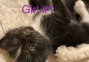 Kittens!