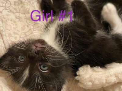 Kittens!