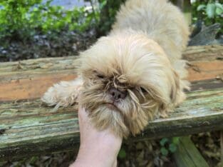 3 shih tzu