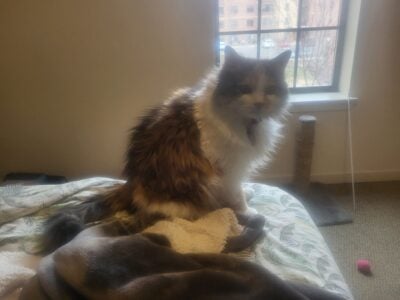 Looking for a new home for Toffee before I move